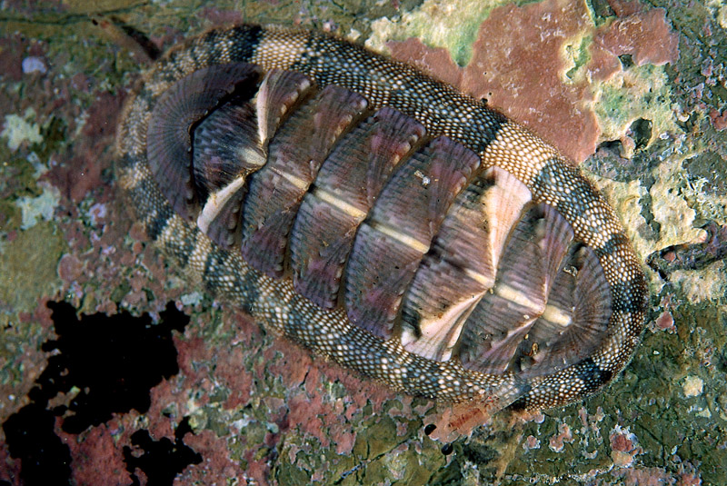 Chiton olivaceus